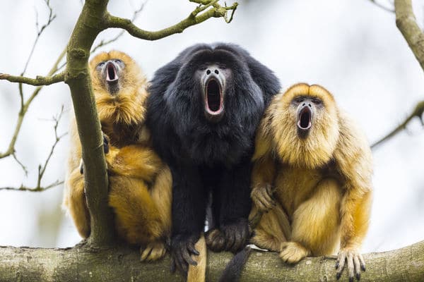 Singe Hurleur noir